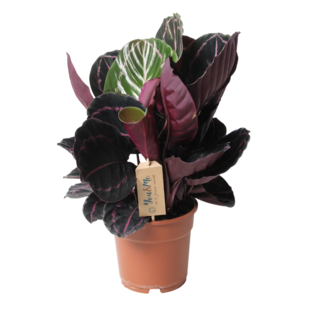 Calathea 'Dottie' - Kamerplant - Pot 17cm - Hoogte 30-40cm