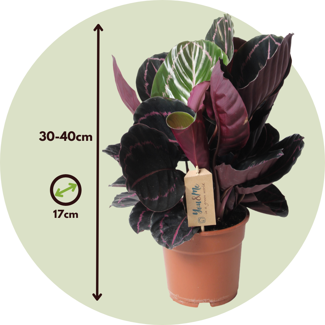Calathea 'Dottie' - Pot 17cm - Hauteur 30-40cm - Plante d'intérieur -  FloraStore