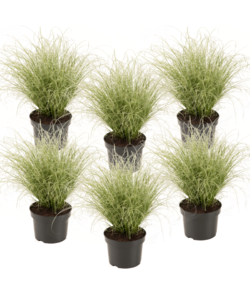 Carex 'Amazon Mist' - 6er Set - Ziergras - Topf 10.5 - Höhe 15-25cm