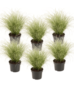 Carex Amazon Mist - Set of 6 - ø10.5 - Height 15-25cm