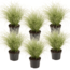 Carex 'Amazon Mist' Prydgræs - Sæt med 6 - Haveplante - ø10,5cm - Højde 15-25cm