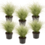 Carex Amazon Mist - Set of 6 - ø10.5 - Height 15-25cm