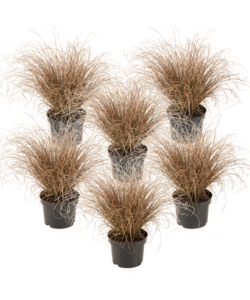 Carex Bronco - Set van 6 - Siergras - Pot 10,5 - Hoogte 15-25cm