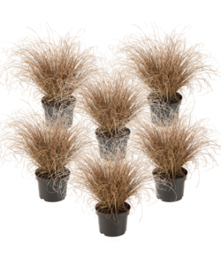 Carex Comans Bronco - Juego de 6 - Cárex - Maceta 10,5 cm - Altura 15-25cm