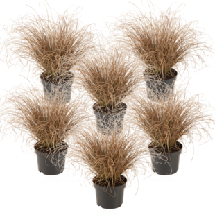 Carex Comans Bronco - Set of 6 - Ornamental Grass - ø10.5 - Height 15-25cm