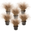 Carex Comans Bronco - Set di 6 - Erba Ornamentale - Vaso 10.5 - Altezza 15-25cm