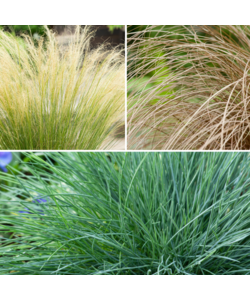 Ornamental grasses package - Set of 6 - ø10.5cm - Height 15-25cm