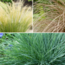 Ornamental grasses package - Set of 6 - ø10.5cm - Height 15-25cm