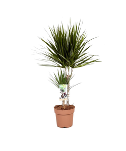 Dracaena Marginata 'Dragon tree' - Houseplant - ø17cm - Height 70-80 cm