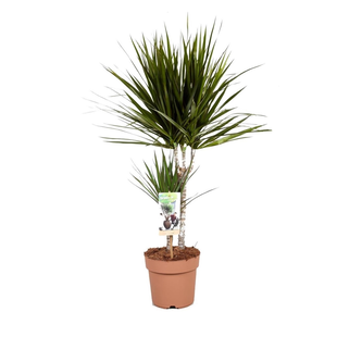 Dracaena Marginata 'Dragon tree' - Houseplant - ø17cm - Height 70-80 cm