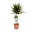 Dracaena marginata - Drachenbaum - Topf 17cm - Höhe 70-80cm