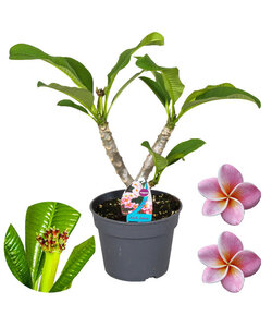 Plumeria Frangipani Viola - Hawaii - Vaso 17cm - Altezza 55-70cm