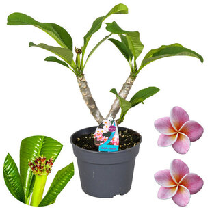 Plumeria Frangipani Violet - Hawaii - Pot 17cm - Hauteur 55-70cm