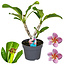 Plumeria Frangipani - Paars - Hawaii - Pot 17cm - Hoogte 55-70cm