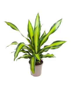 Dracaena fragrans 'Charley' - Drakenbloedboom - Pot 24cm - Hoogte 100-110cm