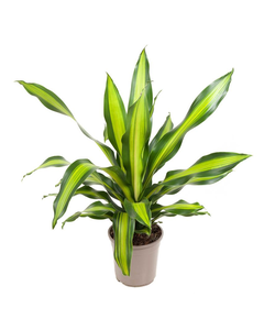 PIANTA DI DRACENA Dorado pianta vera ornamentale foglie variegate da  interno EUR 61,90 - PicClick IT