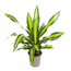 Dracaena fragrans 'Charley' - Drakenbloedboom - Pot 24cm - Hoogte 100-110cm