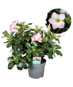 Adenium Obesum - Wit - Woestijnroos - Pot 13cm - Hoogte 30-40cm