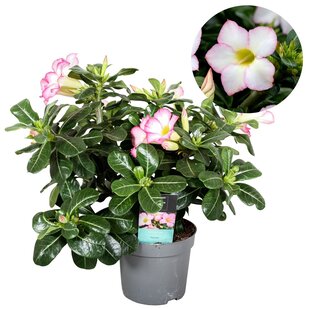 Adenium Obesum - Wüstenrose - Weiß/Rosa - Topf 13cm - Höhe 30-40cm