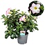 Róża Pustynna Biały - Adenium Obesum - ⌀13cm - Wysokość 30-40cm