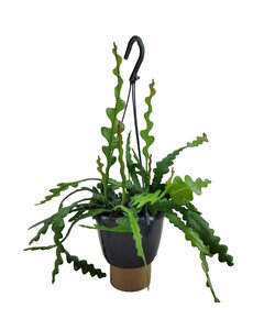 Epiphyllum angulier 'Fiskebenskaktus' - Hængende plante - ø15cm - Højde 30-40cm