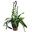 Epiphyllum Anguliger - Cactus Espina de Pescado - Maceta 15 cm - Altura 30-40cm