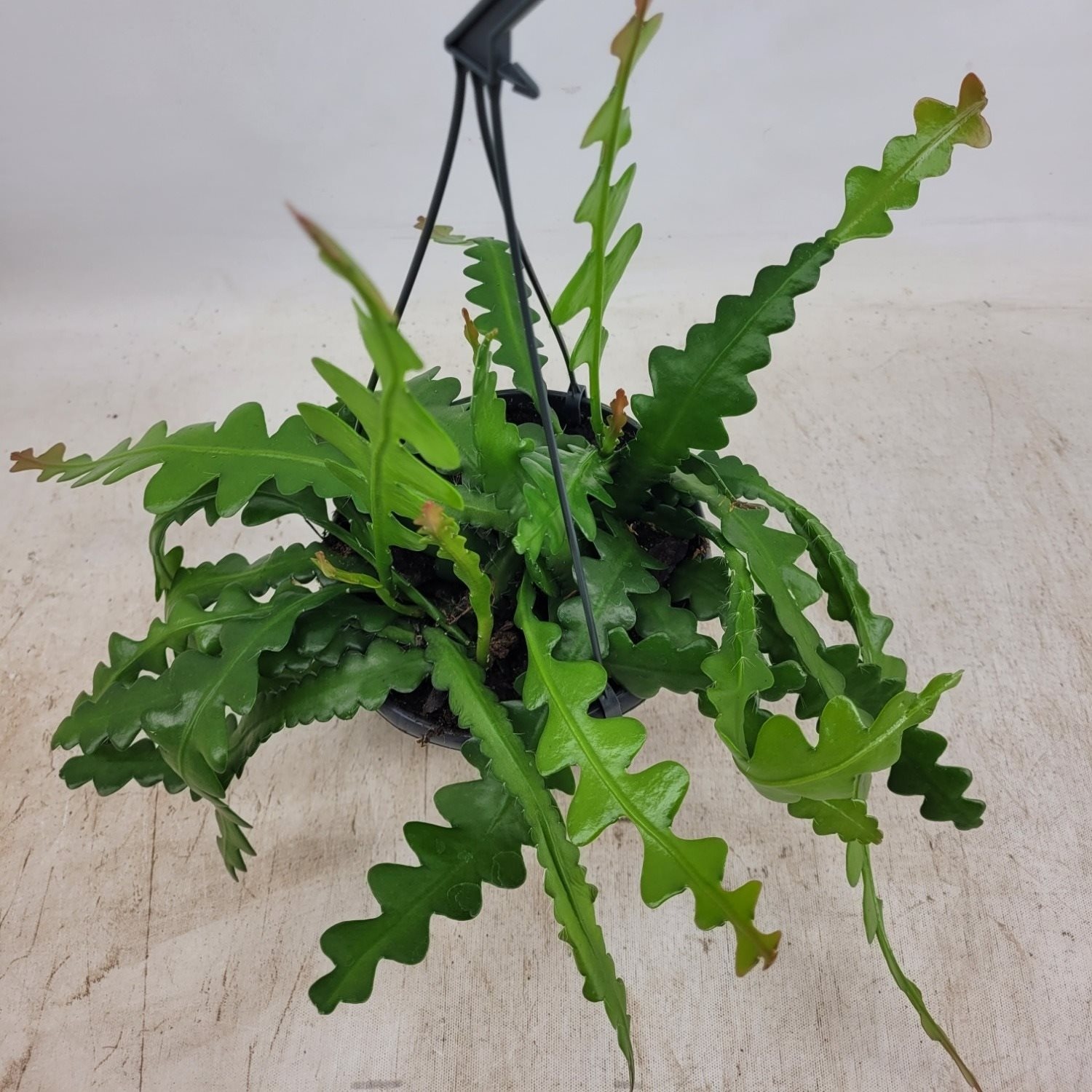 Epiphyllum Anguliger 'Saw blade cactus'- Pot 15 cm - Height 30 cm