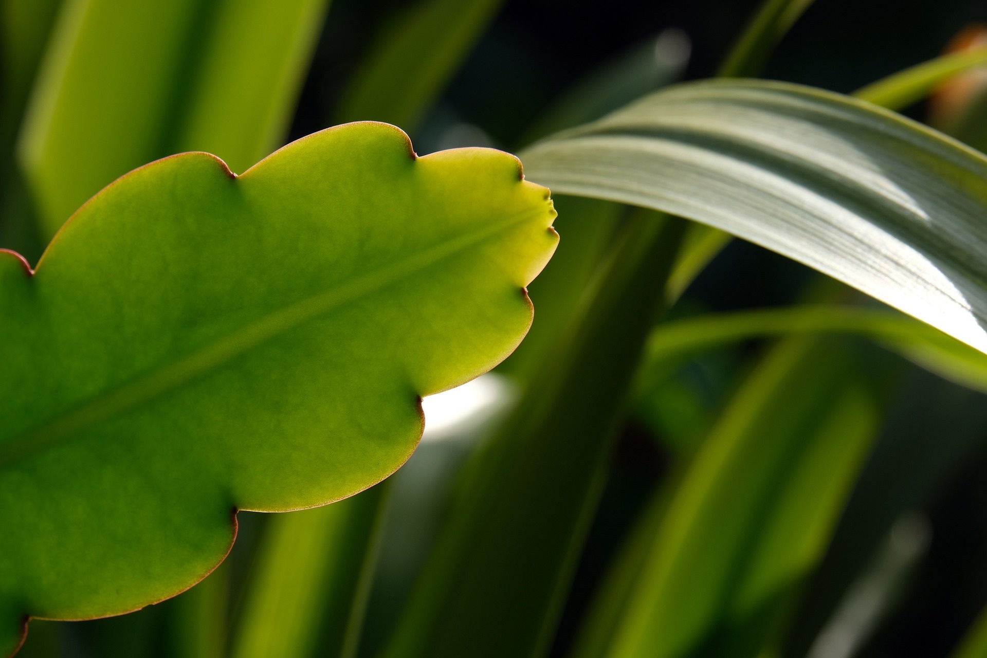 Epiphyllum Anguliger 'Saw blade cactus' Pot 15 cm Height 30 cm FloraStore