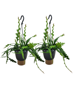 Epiphyllum Anguliger -Set di 2- Cactus - Pianta da appartamento - Alt. 30-40 cm