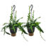 Epiphyllum Anguliger 'Saw blade cactus' - Set of 2 - ø15cm - Height 30-40cm