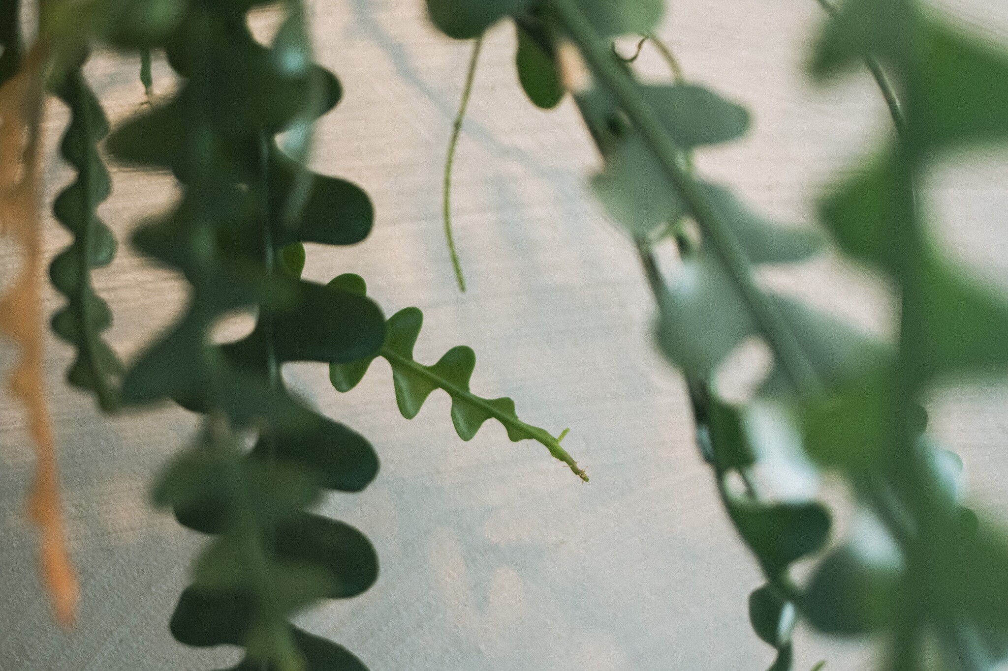 Vendita Pianta Epiphyllum-Piante Verdi