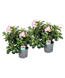 Adenium Ørkenrose Pink - Sæt med 2 - Stueplante - ø 13 cm - Højde 30-40cm
