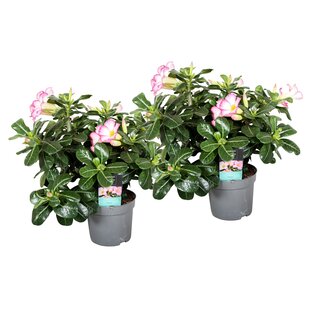 Adenium Obesum - 2er Set - Wüstenrosen - Rosa - Topf 13cm - Höhe 30-40cm