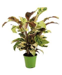 Calathea 'Fusion-Gelb' - Korbmarante - Topf 14cm - Höhe 30-40cm