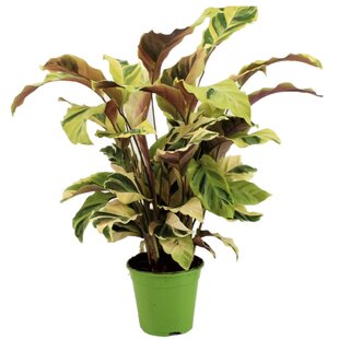 Calathea 'Fusion Yellow' - Houseplant - ø14cm - Height 30-40 cm