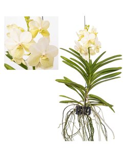 Vanda Tayanee White - Orchidée tropicale - Magnifique couleurs - Hauteur 45-55cm