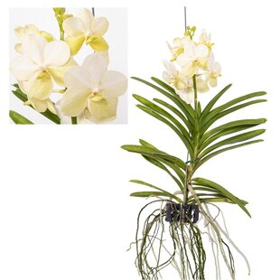Vanda Tayanee White - Orchid - Height 45-55cm