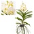 Vanda Tayanee - Blanco - Orquídea - Altura 45-55cm