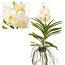 Vanda 'Tayanee Bianco' - Orchidea tropicale - Altezza 45-55cm