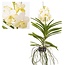 Vanda Tayanee White - Orchidée tropicale - Magnifique couleurs - Hauteur 45-55cm