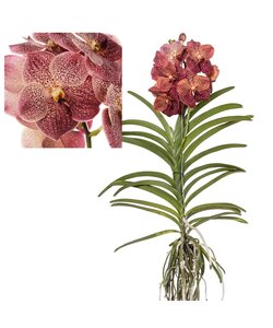 Vanda Corail Léopard - Orchidée tropicale - Orchidée en fleur - Hauteur 80-90cm