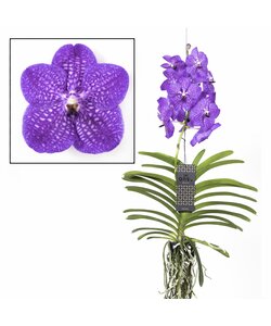 Vanda 'Nuovo Blu' - Orchidea - Bella miscela di colori - Altezza 55-65cm