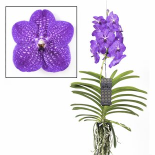 Vanda New Blue - Orchid - Height 55-65cm