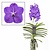 Vanda New Blue - Tropische Orchidee - Bloeiende Orchidee - Hoogte 55-65cm