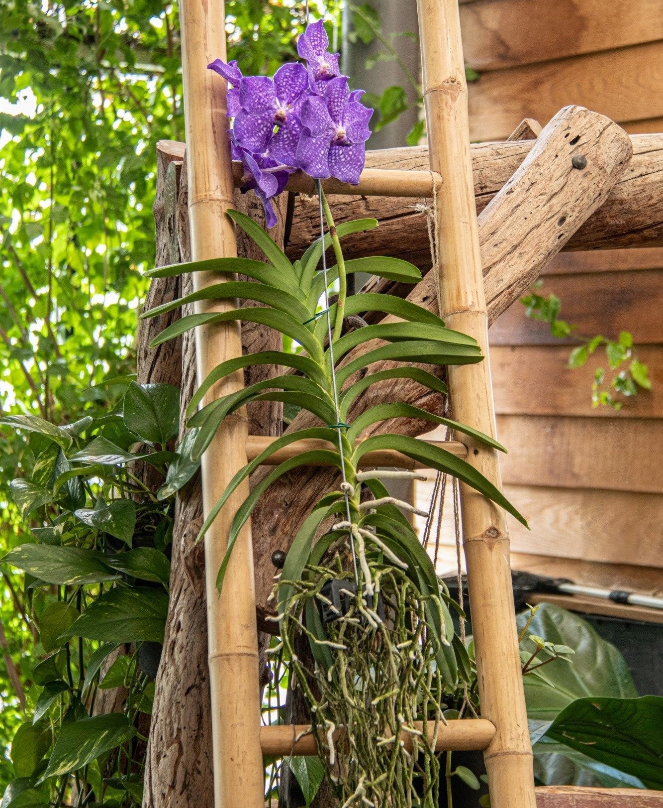 POWERS TO FLOWERS - ORCHIDEA WANDA BLU IN VASO VETRO, pianta vera :  : Giardino e giardinaggio