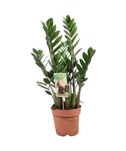 Zamioculcas Zamiifolia - Pianta ZZ - Pianta verde vera - ⌀ 17cm - Alt. 55-65cm