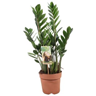 Zamioculcas Zamiifolia - Glücksfeder - Topf 17cm - Höhe 55-65cm