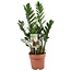 Zamioculcas Zamiifolia ZZ plant - ø17cm - Height 55-65cm