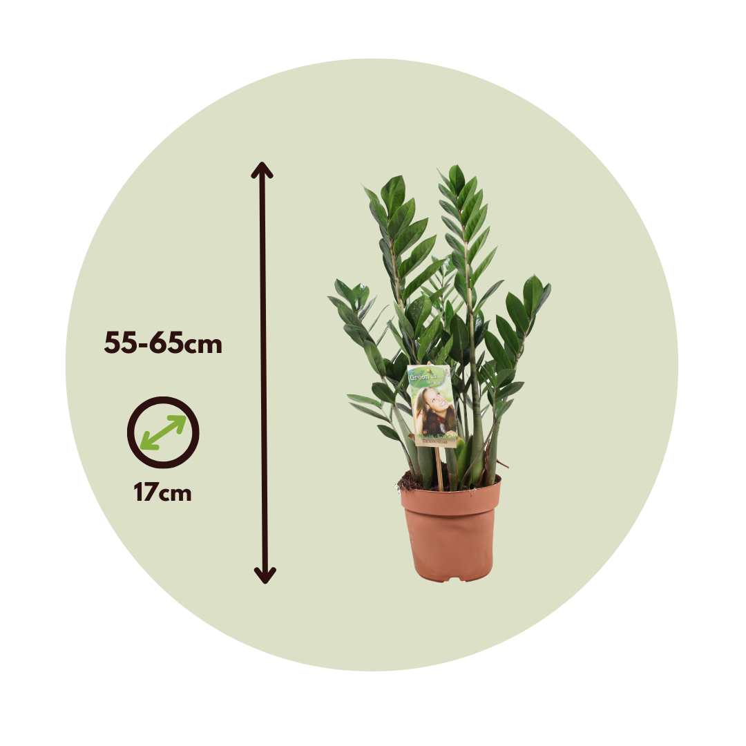 Zamioculcas zamiifolia — la plante ZZ