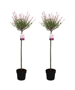 Salix Flamingo - 2er Set - Rosa Weide - Topf 19cm - Höhe 90-110cm